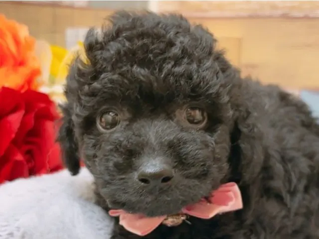 沖縄県のハーフ犬・ミックス犬 (ペッツワンFCサンプラザ糸満店/2025年4月11日生まれ/男の子/ブラック)の子犬