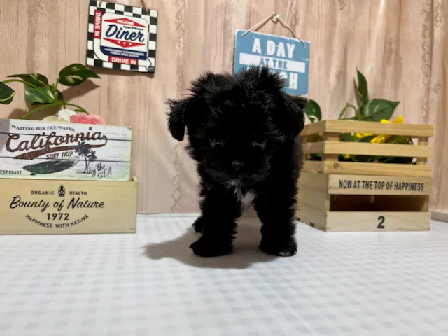 静岡県のハーフ犬・ミックス犬 (ペッツワン浜松市野店/2025年4月26日生まれ/女の子/ブラック)の子犬