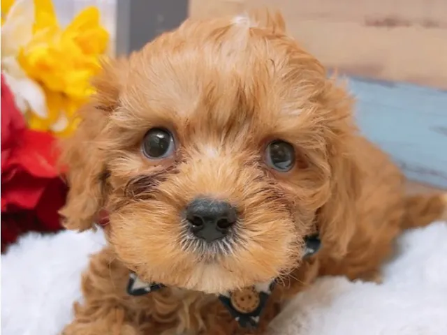 沖縄県のハーフ犬・ミックス犬 (ペッツワンFCあがり浜店/2025年3月15日生まれ/男の子/レッドホワイト)の子犬