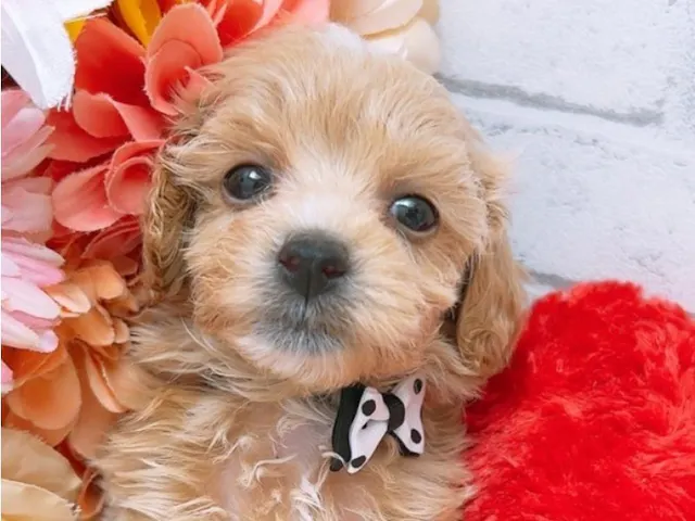 沖縄県のハーフ犬・ミックス犬 (ペッツワンFCサンプラザ糸満店/2025年4月22日生まれ/女の子/クリーム)の子犬