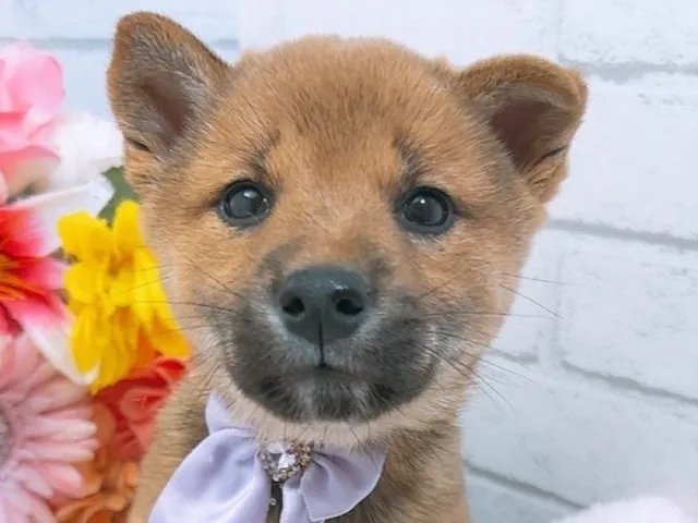 沖縄県の柴犬(標準サイズ) (ペッツワンFCあがり浜店/2025年4月19日生まれ/女の子/赤)の子犬