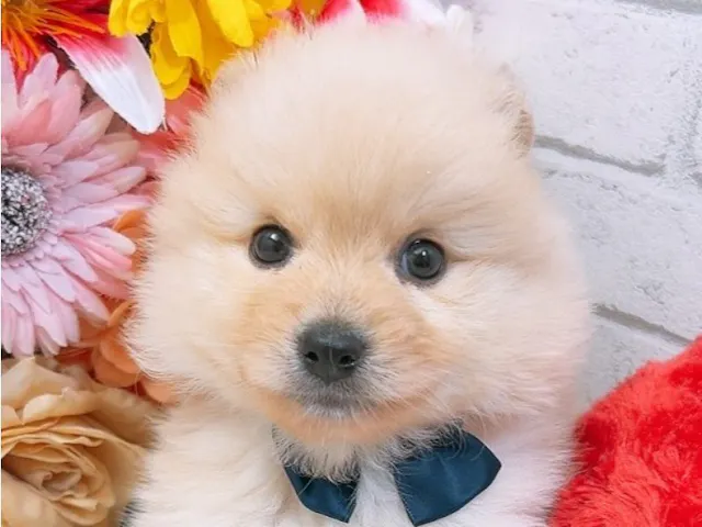 沖縄県のポメラニアン (ペッツワンFCあがり浜店/2025年4月16日生まれ/男の子/クリーム)の子犬