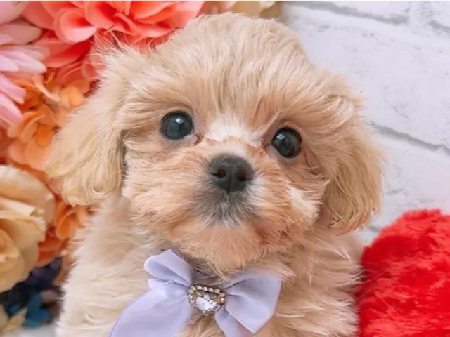 沖縄県のハーフ犬・ミックス犬 (ペッツワンFCあがり浜店/2025年4月26日生まれ/女の子/アプリコット)の子犬