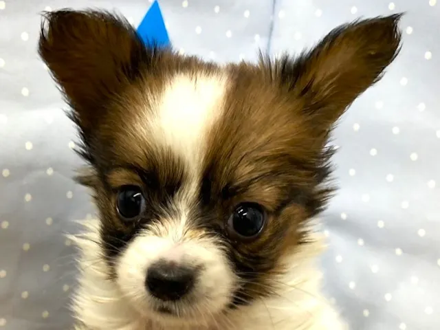 埼玉県のパピヨン (ペッツワン羽生店/2025年4月20日生まれ/女の子/ホワイトブラウン)の子犬