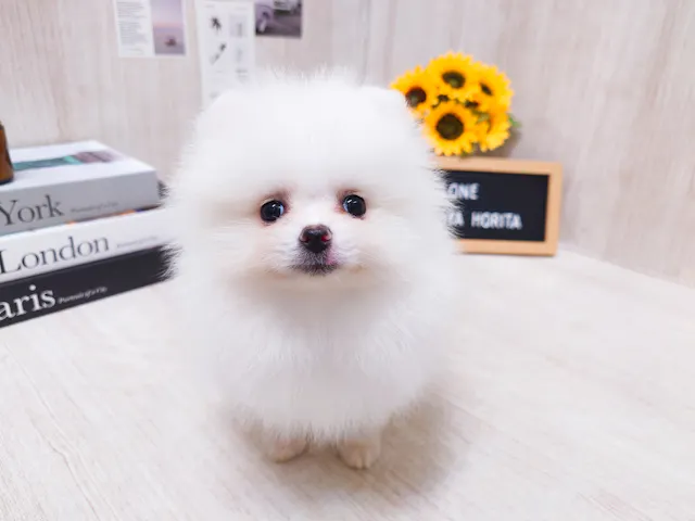 愛知県のポメラニアン (ペッツワン名古屋堀田店/2025年4月27日生まれ/男の子/クリーム)の子犬