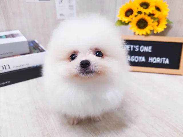 愛知県のポメラニアン (ペッツワン名古屋堀田店/2025年4月27日生まれ/男の子/クリーム)の子犬