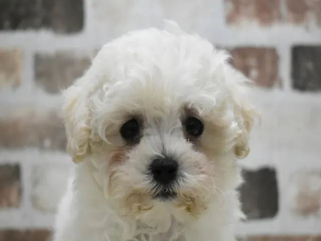 愛知県のハーフ犬・ミックス犬 (ペッツワン名古屋守山店/2025年3月15日生まれ/女の子/クリーム)の子犬