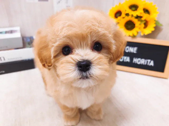 愛知県のハーフ犬・ミックス犬 (ペッツワン名古屋堀田店/2025年4月23日生まれ/男の子/オレンジ)の子犬