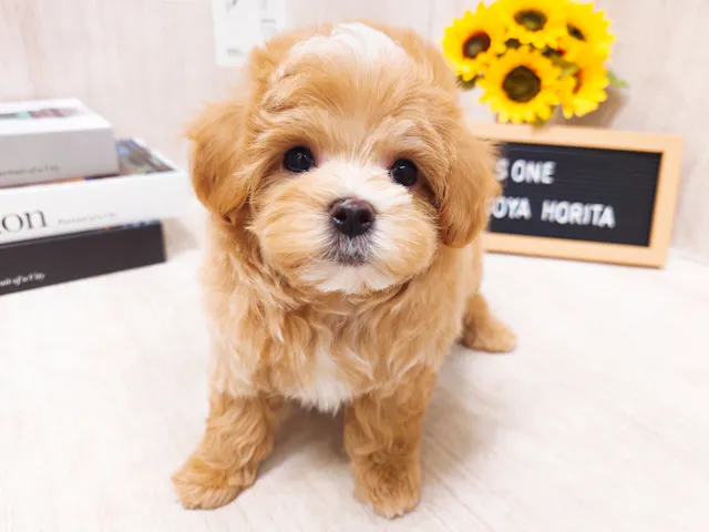 愛知県のハーフ犬・ミックス犬 (ペッツワン名古屋堀田店/2025年4月23日生まれ/男の子/オレンジ)の子犬