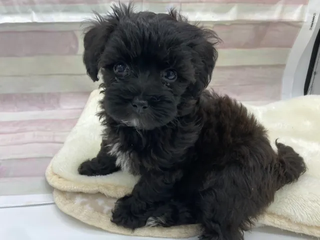 静岡県のハーフ犬・ミックス犬 (ペッツワン掛川店/2025年4月25日生まれ/女の子/ブラック)の子犬