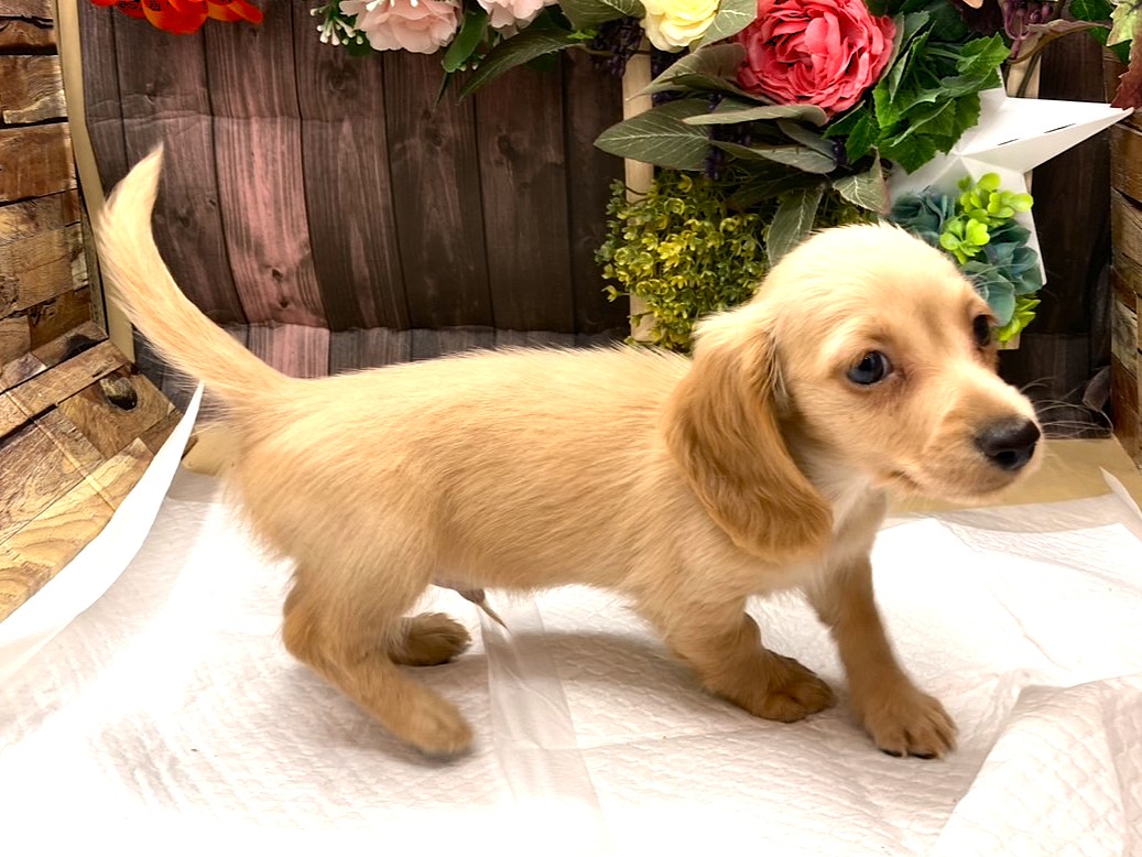 京都府のミニチュアダックスフンド(ロング) (ペッツワン木津川店/2025年4月18日生まれ/男の子/イエロー)の子犬の2枚目の画像