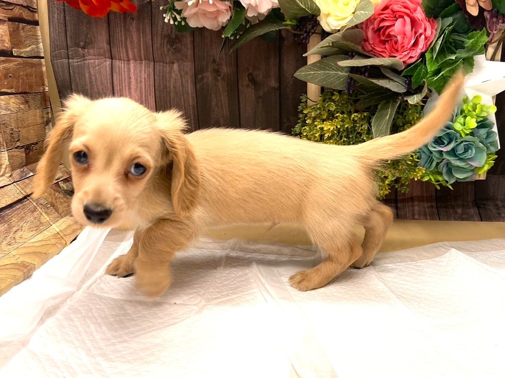 京都府のミニチュアダックスフンド(ロング) (ペッツワン木津川店/2025年4月18日生まれ/男の子/イエロー)の子犬の3枚目の画像