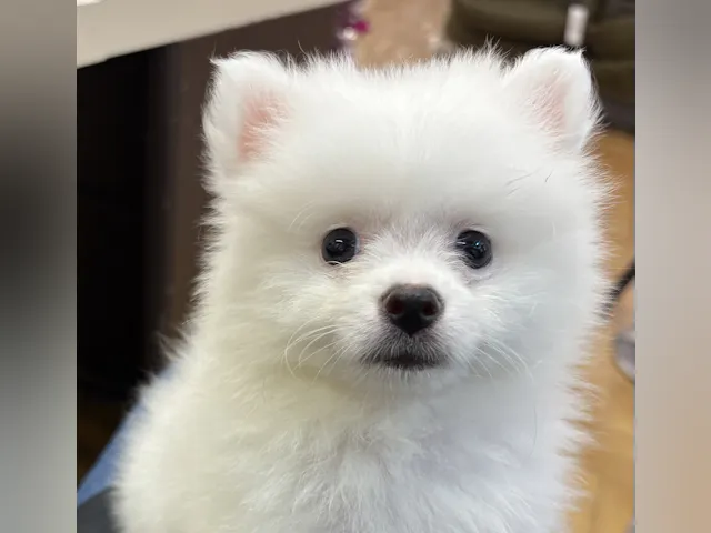 千葉県のポメラニアン (ペッツワン佐倉店/2025年4月11日生まれ/女の子/ホワイト)の子犬