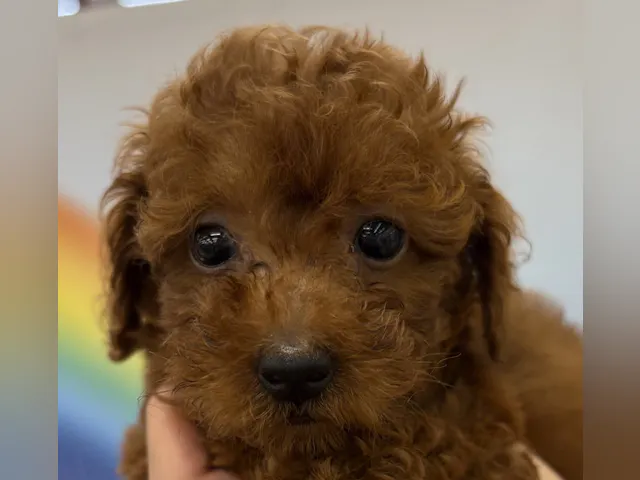 千葉県のトイプードル(トイ) (ペッツワン佐倉店/2025年4月12日生まれ/男の子/レッド)の子犬