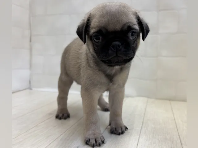 埼玉県のパグ (ペッツワン大利根店/2025年4月27日生まれ/男の子/フォーン)の子犬