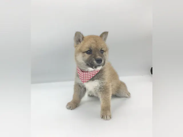 埼玉県の柴犬(標準サイズ) (ペッツワン鶴ヶ島店/2025年4月21日生まれ/女の子/赤)の子犬