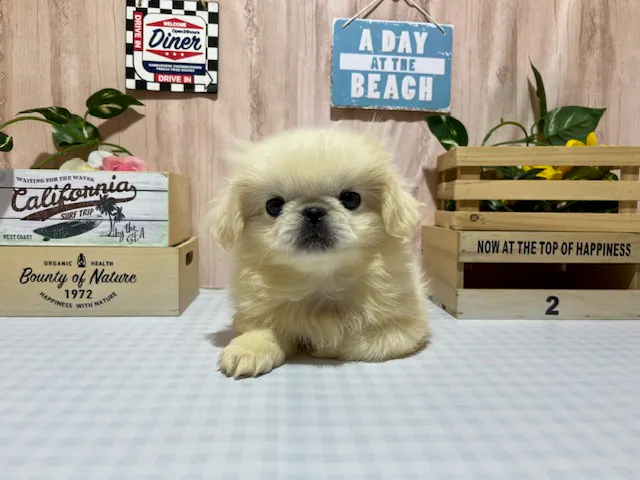 静岡県のペキニーズ (ペッツワン浜松市野店/2025年4月21日生まれ/女の子/クリーム)の子犬