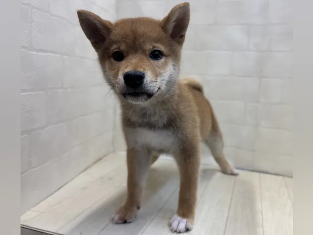 埼玉県の柴犬(標準サイズ) (ペッツワン大利根店/2025年3月18日生まれ/男の子/赤)の子犬
