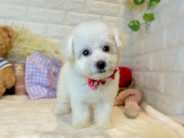 京都府のビションフリーゼ (ペッツワン亀岡店/2025年4月29日生まれ/女の子/ホワイト)の子犬