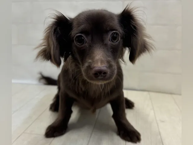 埼玉県のハーフ犬・ミックス犬 (ペッツワン大利根店/2024年12月20日生まれ/女の子/チョコレート)の子犬