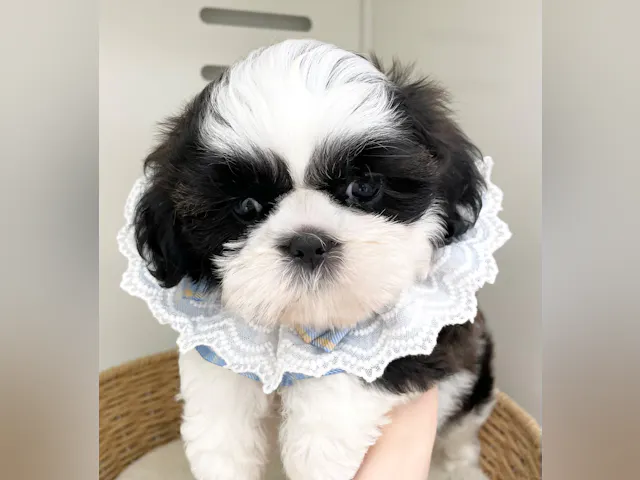 岐阜県のシーズー (ペッツワン可児店/2025年4月27日生まれ/男の子/ブラウンホワイト)の子犬