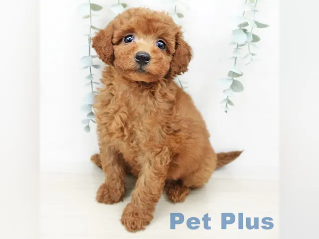 茨城県のトイプードル(トイ) (ペッツワン古河店/2025年3月24日生まれ/男の子/レッド)の子犬