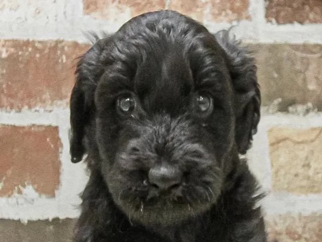 愛知県のハーフ犬・ミックス犬 (ペッツワン小牧店/2025年5月3日生まれ/男の子/ブラック)の子犬