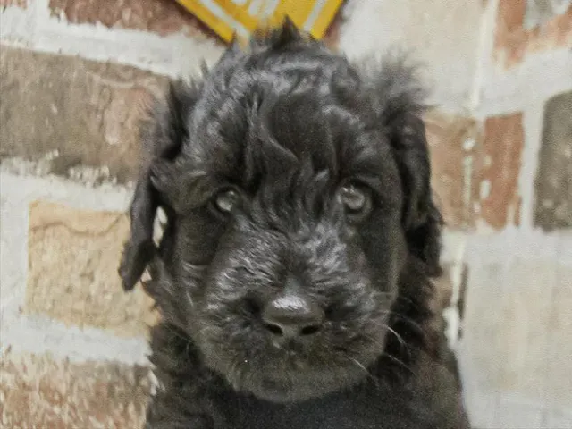 愛知県のハーフ犬・ミックス犬 (ペッツワン小牧店/2025年5月3日生まれ/男の子/ブラック)の子犬