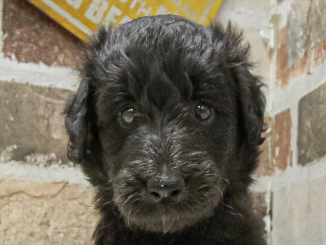 愛知県のハーフ犬・ミックス犬 (ペッツワン小牧店/2025年5月3日生まれ/男の子/ブラック)の子犬