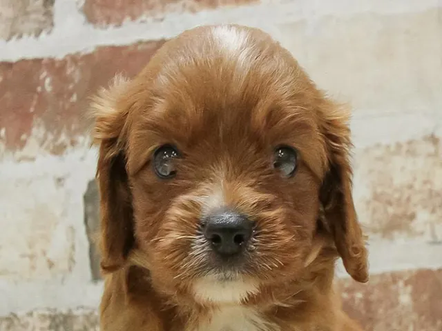 愛知県のハーフ犬・ミックス犬 (ペッツワン小牧店/2025年5月4日生まれ/女の子/レッド)の子犬
