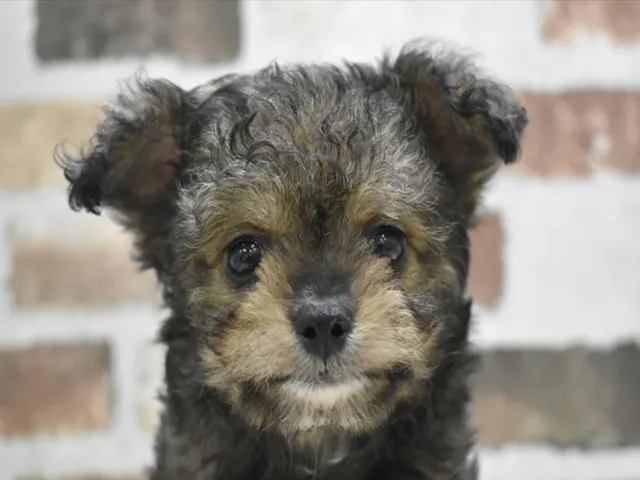 千葉県のハーフ犬・ミックス犬 (ペッツワン稲沢ハーモニーランド店/2025年3月20日生まれ/男の子/ブリンドル)の子犬