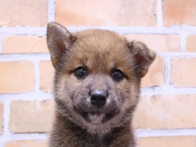 千葉県の柴犬(標準サイズ) (ペッツワン稲沢ハーモニーランド店/2025年4月24日生まれ/女の子/赤)の子犬