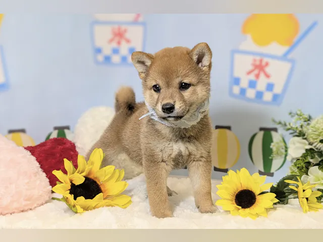 兵庫県の柴犬(標準サイズ) (ペッツワン神戸西神南店/2025年5月1日生まれ/女の子/赤)の子犬