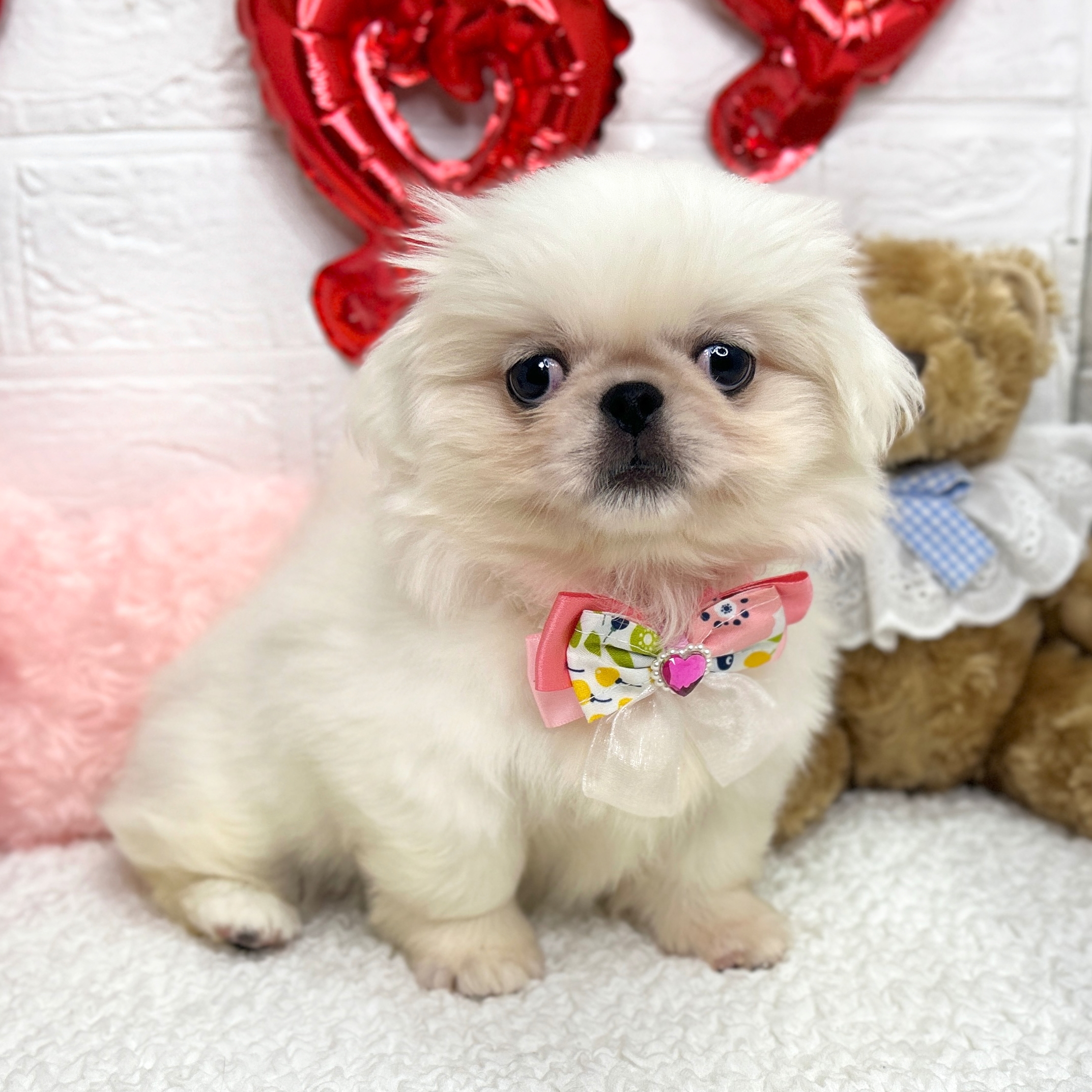 ペキニーズ(ホワイト)の子犬を価格や特徴で探す|ペットショップ