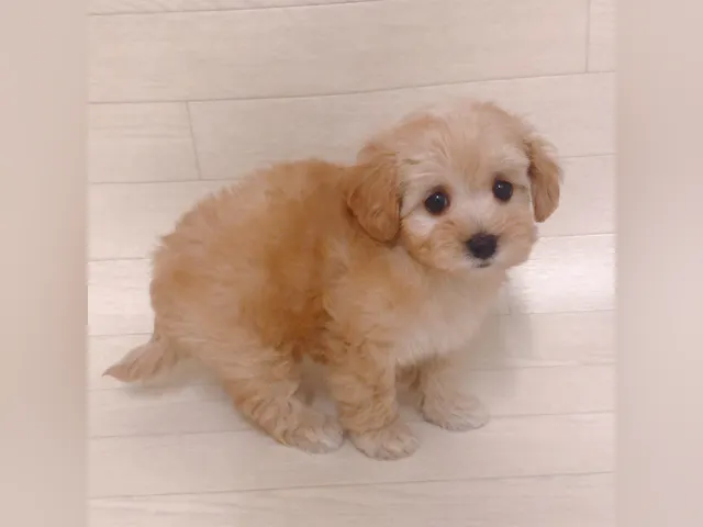 千葉県のハーフ犬・ミックス犬 (ペッツワン東金店/2025年4月21日生まれ/女の子/アプリコット)の子犬