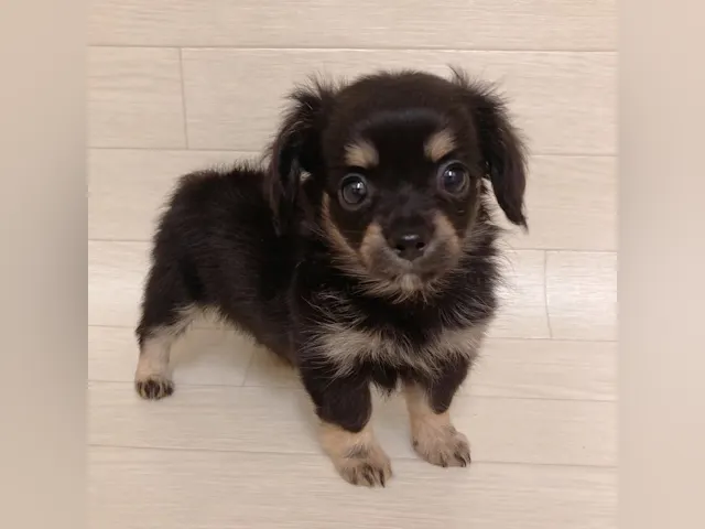 千葉県のハーフ犬・ミックス犬 (ペッツワン東金店/2025年4月22日生まれ/女の子/ブラックタン)の子犬