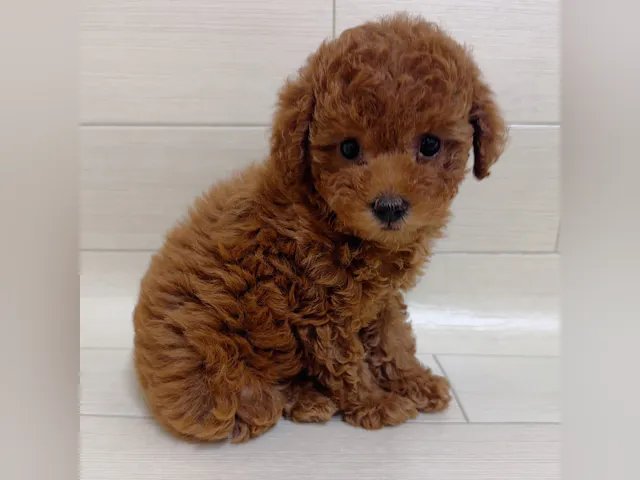 茨城県のトイプードル(トイ) (ペッツワン龍ヶ崎店/2025年2月22日生まれ/女の子/レッド)の子犬