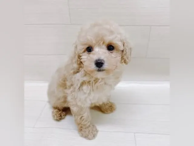 千葉県のトイプードル(トイ) (ペッツワン館山店/2025年1月19日生まれ/女の子/クリーム)の子犬