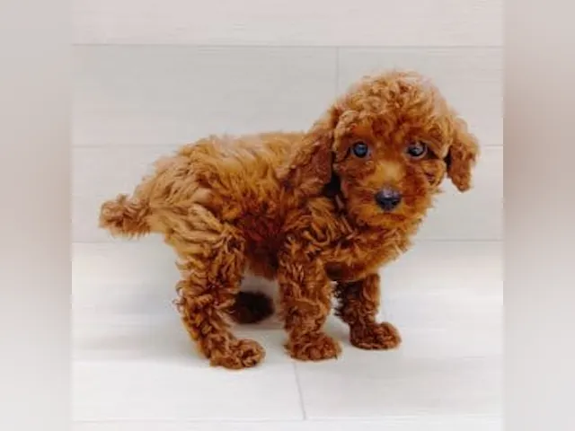 千葉県のトイプードル(トイ) (ペッツワン館山店/2025年4月23日生まれ/女の子/レッド)の子犬