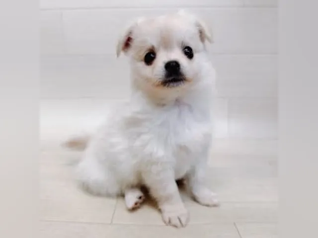 千葉県のハーフ犬・ミックス犬 (ペッツワン館山店/2025年4月21日生まれ/男の子/クリームホワイト)の子犬