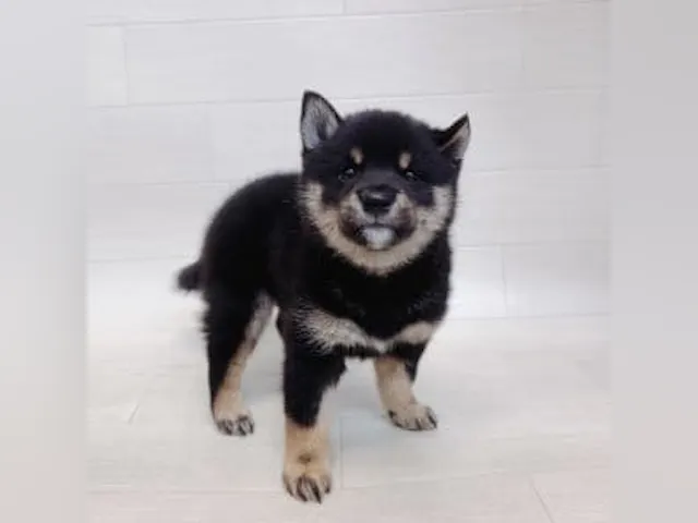 千葉県の豆柴 (ペッツワン館山店/2025年4月15日生まれ/男の子/黒)の子犬