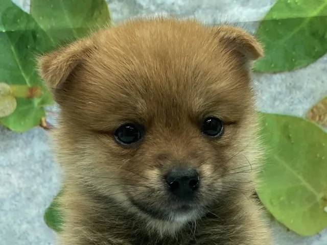 埼玉県のハーフ犬・ミックス犬 (ペッツワン北本店/2025年5月3日生まれ/男の子/オレンジ)の子犬