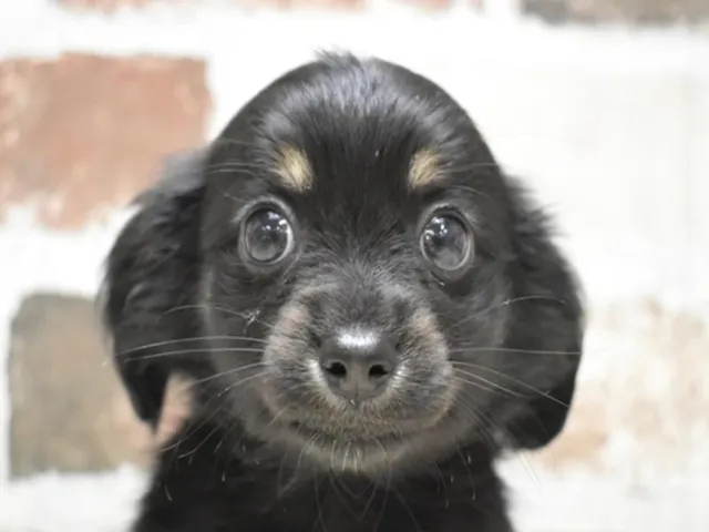 滋賀県のハーフ犬・ミックス犬 (ペッツワン彦根店/2025年3月26日生まれ/男の子/ブラック)の子犬