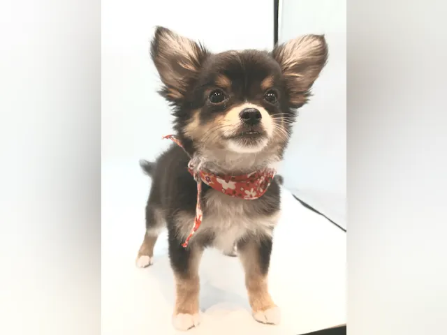 埼玉県のハーフ犬・ミックス犬 (ペッツワン行田店/2025年3月30日生まれ/男の子/ブラック)の子犬