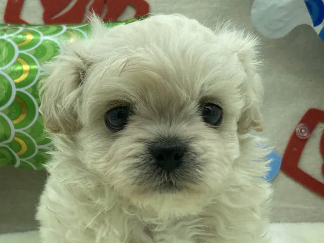 埼玉県のハーフ犬・ミックス犬 (ペッツワン北本店/2025年3月16日生まれ/男の子/クリーム)の子犬