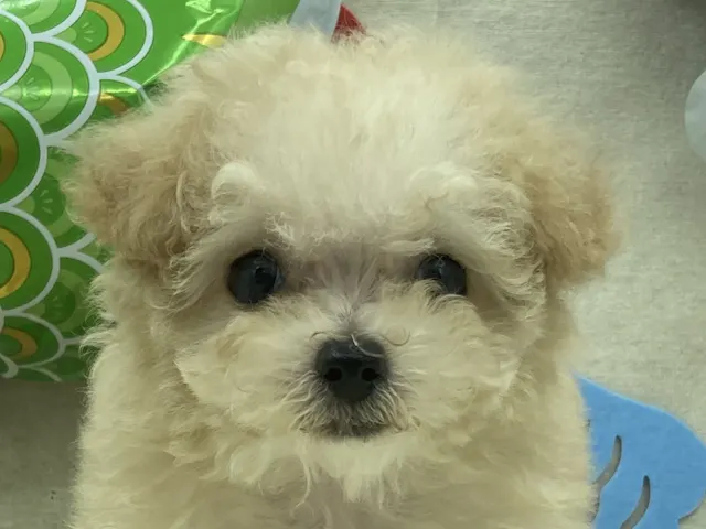 埼玉県のトイプードル(トイ) (ペッツワン北本店/2025年3月8日生まれ/女の子/アプリコット)の子犬