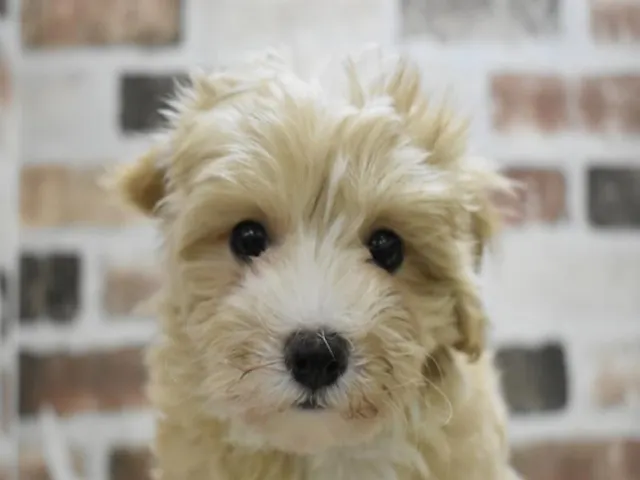 滋賀県のハーフ犬・ミックス犬 (ペッツワン彦根店/2025年3月24日生まれ/男の子/アプリコット)の子犬