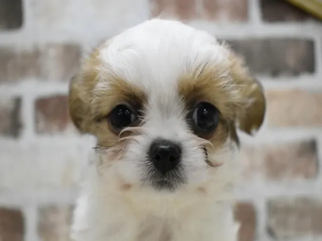 滋賀県のハーフ犬・ミックス犬 (ペッツワン彦根店/2025年2月17日生まれ/男の子/レッドホワイト)の子犬