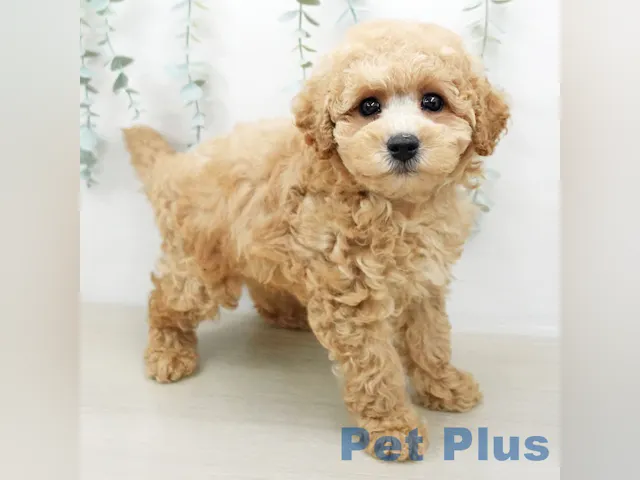 三重県のトイプードル(トイ) (ペッツワン桑名店/2025年4月29日生まれ/男の子/レッド)の子犬
