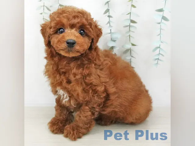 三重県のトイプードル(トイ) (ペッツワン桑名店/2025年5月1日生まれ/男の子/レッド)の子犬